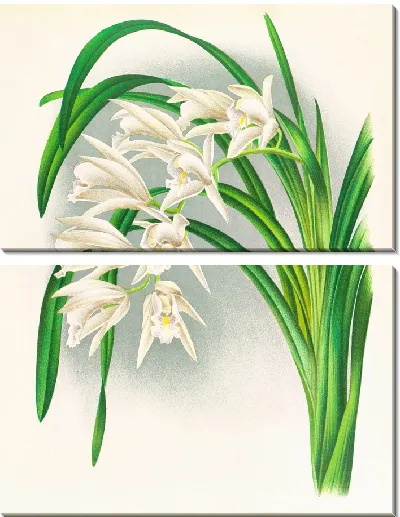Картина Цимбидиум мастерси (1885-1906)