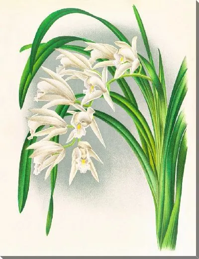 Картина Цимбидиум мастерси (1885-1906)