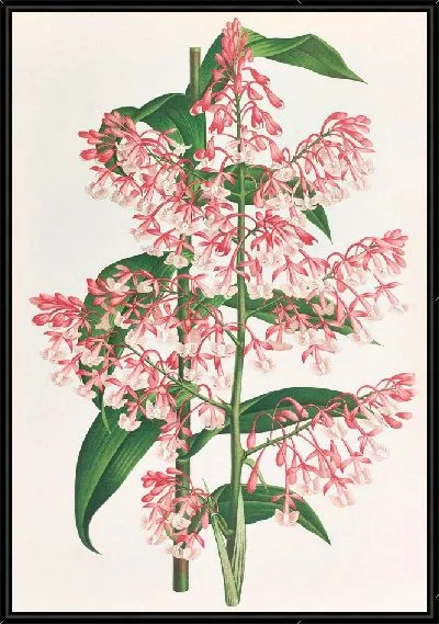 Картина Эпидендрум метельчатый (1885-1906)