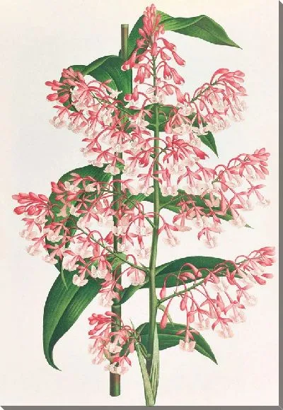 Картина Эпидендрум метельчатый (1885-1906)