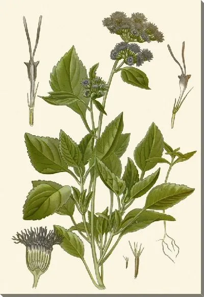 Картина Аатгерум голубоватый (1896-1897)