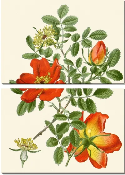 Картина Австрийский бриар (1896-1897)