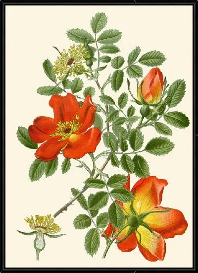 Картина Австрийский бриар (1896-1897)