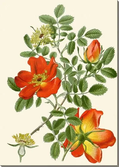 Картина Австрийский бриар (1896-1897)