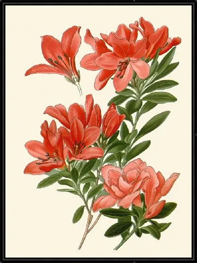 Картина Азалия (1896-1897)