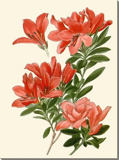 Картина Азалия (1896-1897)