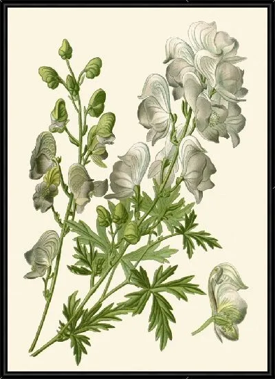 Картина Аконит (1896-1897)