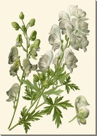 Картина Аконит (1896-1897)