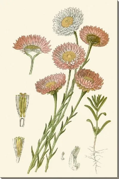 Картина Акроклиниум розовый (1896-1897)