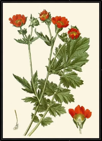 Картина Алые Авенс (1896-1897)