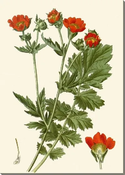 Картина Алые Авенс (1896-1897)