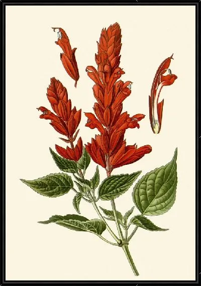Картина Алый шалфей (1896-1897)