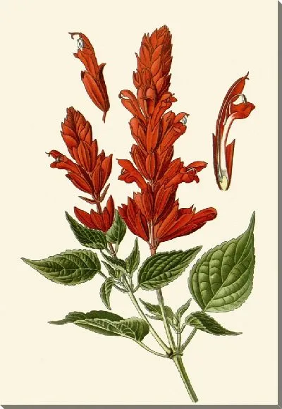 Картина Алый шалфей (1896-1897)