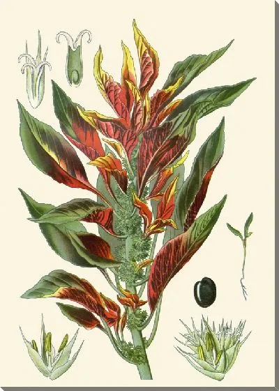 Картина Амарант Пестрый (1896-1897)