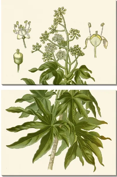 Картина Аралия японская (1896-1897)