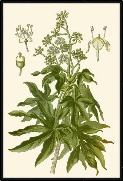 Картина Аралия японская (1896-1897)