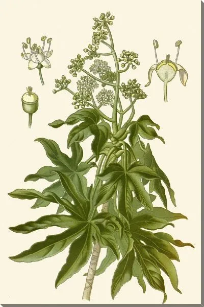 Картина Аралия японская (1896-1897)