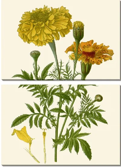 Картина Африканские бархатцы (1896-1897)