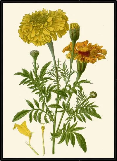 Картина Африканские бархатцы (1896-1897)