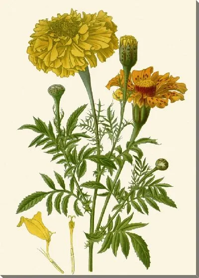 Картина Африканские бархатцы (1896-1897)