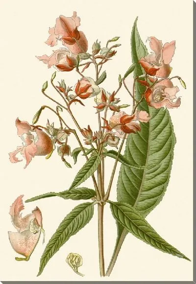 Картина Бальзам Ройла (1896-1897)