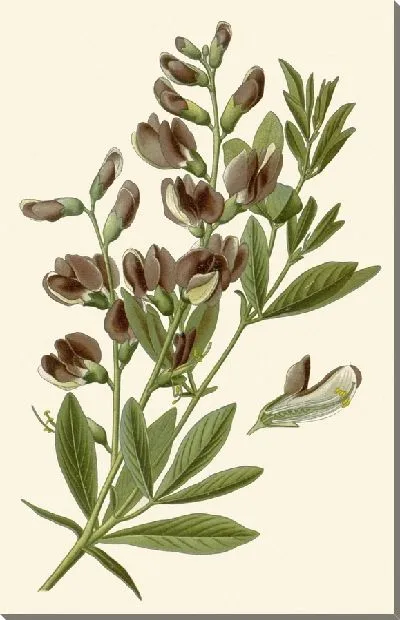 Картина Баптиция австралис (1896-1897)