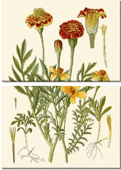 Картина Бархатцы французские, Бархатцы Мексикание (1896-1897)