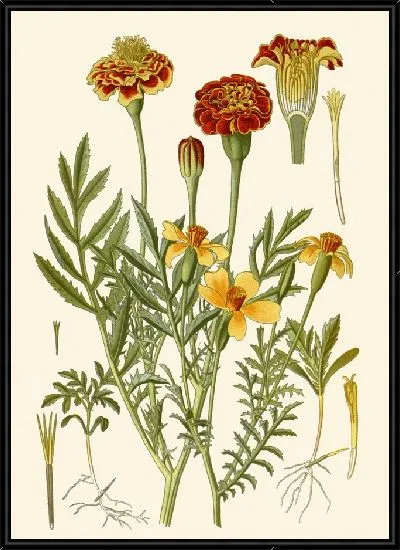 Картина Бархатцы французские, Бархатцы Мексикание (1896-1897)