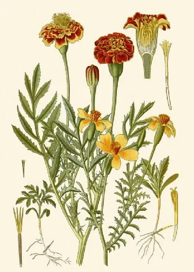 Картина Бархатцы французские, Бархатцы Мексикание (1896-1897)