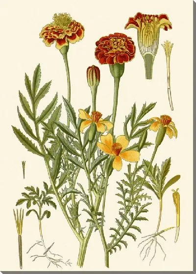 Картина Бархатцы французские, Бархатцы Мексикание (1896-1897)