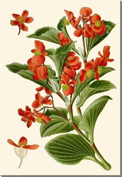 Картина Бегония вечноцветущая (1896-1897)