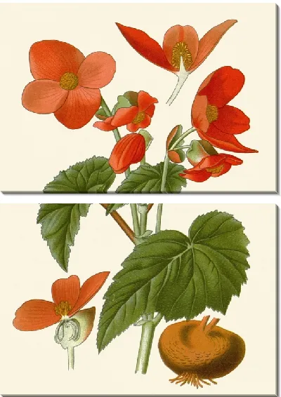 Картина Бегония клубневая (1896-1897)