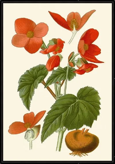 Картина Бегония клубневая (1896-1897)