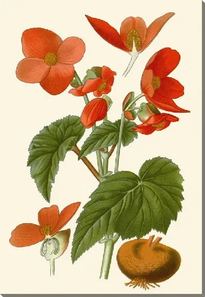 Картина Бегония клубневая (1896-1897)