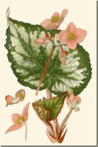 Картина Бегония Рекс (1896-1897)