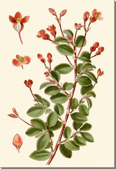 Картина Бегония фуксиевидная (1896-1897)