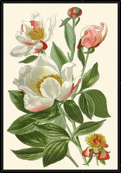 Картина Белый пион (1896-1897)