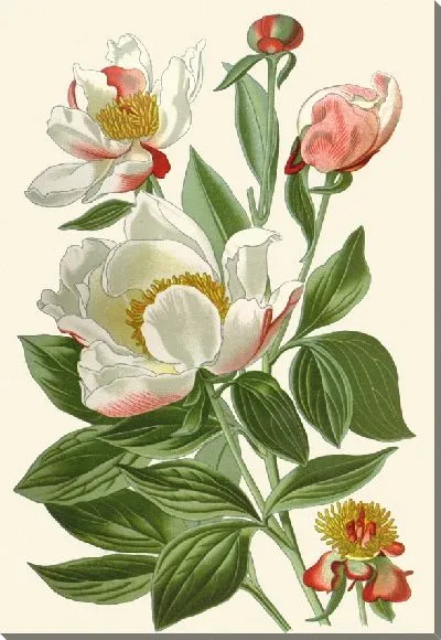 Картина Белый пион (1896-1897)