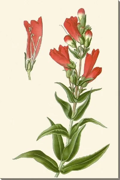 Картина Борода-Язык (1896-1897)