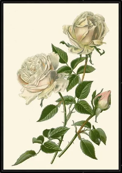 Картина Бурбонская роза – Сувенир де ла Мальмезон (1896-1897)