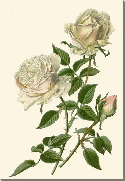 Картина Бурбонская роза – Сувенир де ла Мальмезон (1896-1897)