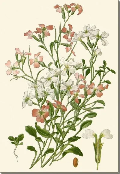 Картина Виргинская порода (1896-1897)