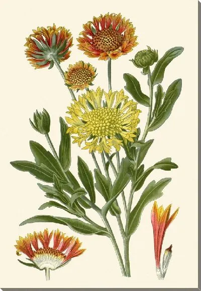 Картина Гайлардия Пульчелла (1896–1897)