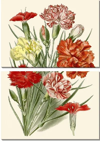 Картина Гвоздика (1896-1897)