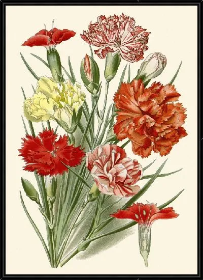 Картина Гвоздика (1896-1897)