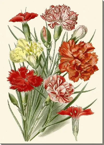 Картина Гвоздика (1896-1897)