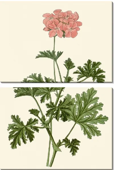Картина Герань дуболистная (1896-1897)