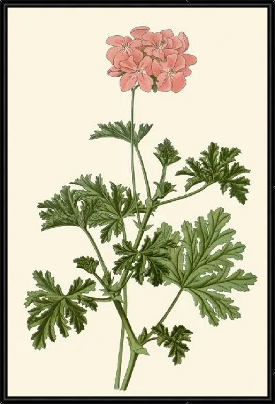 Картина Герань дуболистная (1896-1897)