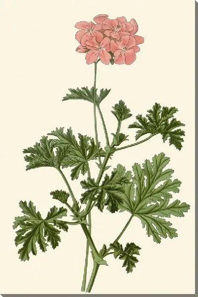 Картина Герань дуболистная (1896-1897)