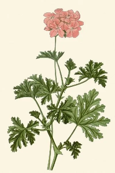 Картина Герань дуболистная (1896-1897)
